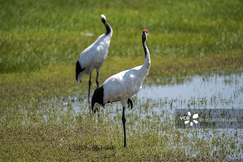扎龙国家级自然保护区丹顶鹤图片素材