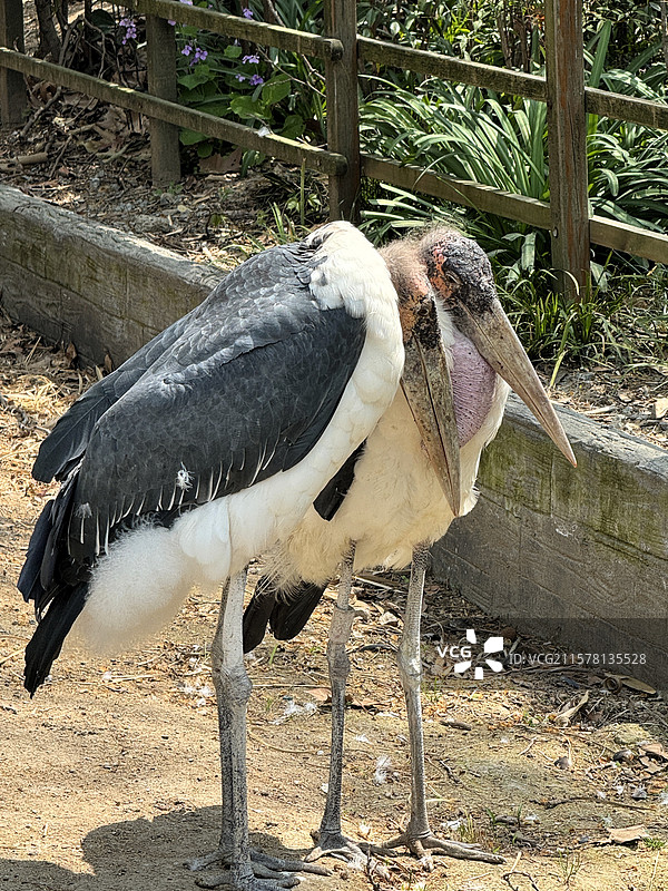 上海动物园国家一级保护动物濒危物种东方白鹳图片素材