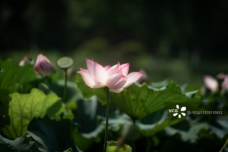 南昌象湖湿地公园的荷花4图片素材