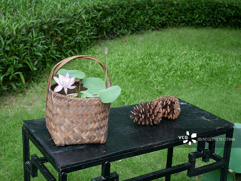 小荷花盆景盆栽置景图片素材