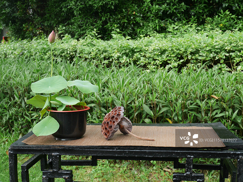 小荷花盆景盆栽置景图片素材