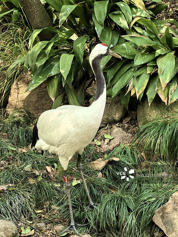 上海动物园国家一级保护动物丹顶鹤图片素材