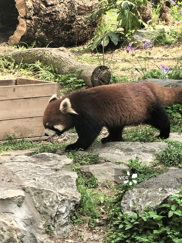 上海动物园小熊猫图片素材