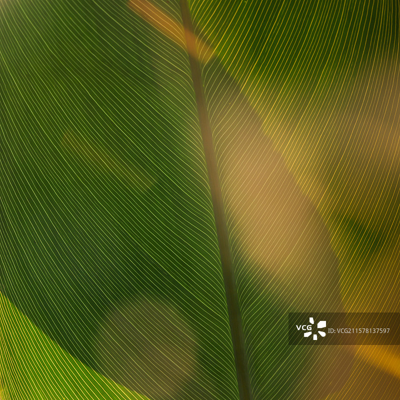 阳光洒在芭蕉叶上图片素材