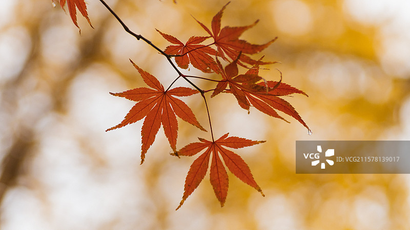 深秋红枫图片素材