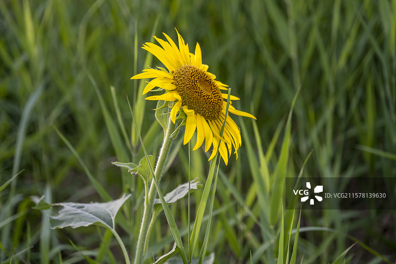 黄色向日葵花绿色草丛自然风光图片素材