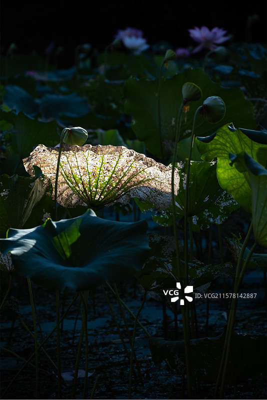 未老先衰荷叶白图片素材