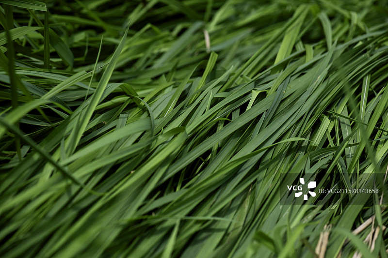 绿草背景图片素材