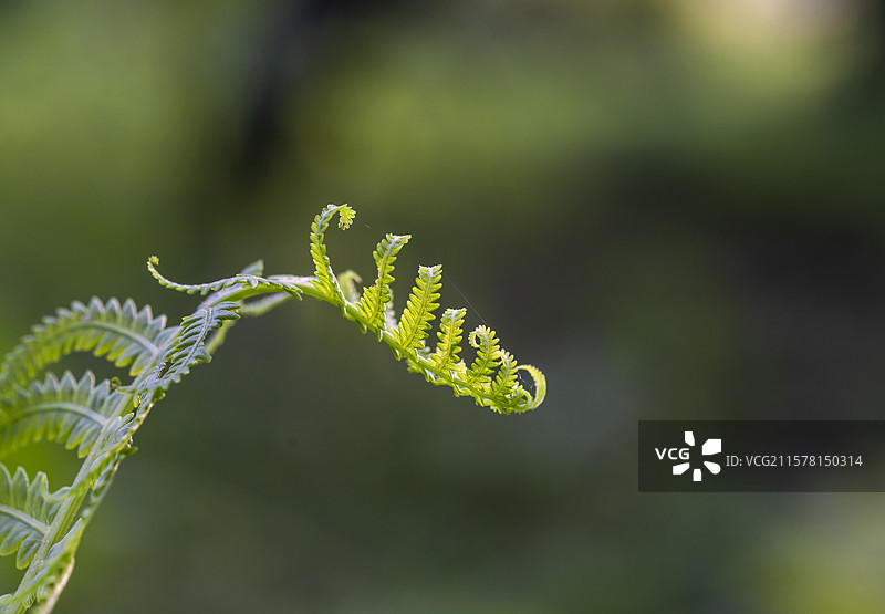 蕨类植物图片素材