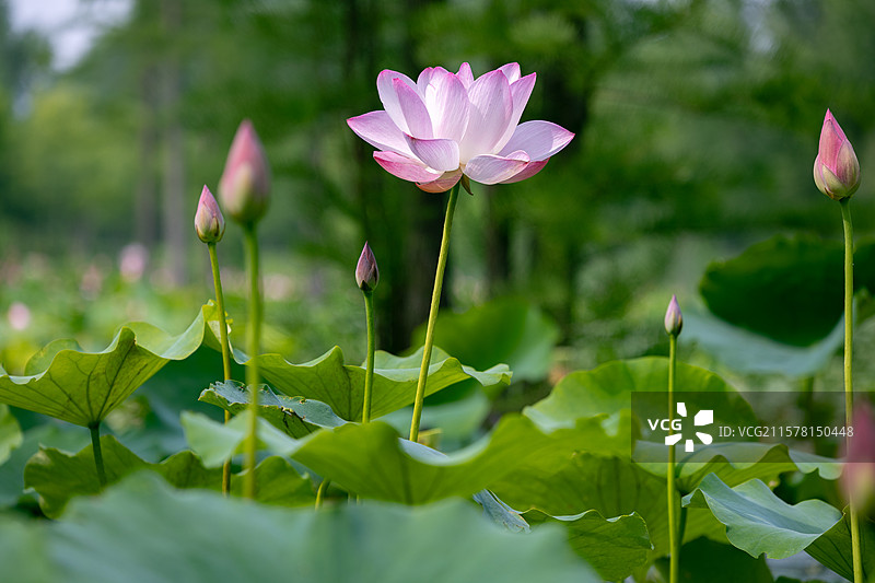 烟台牟平鱼鸟河公园夏天盛开的粉白色荷花图片素材