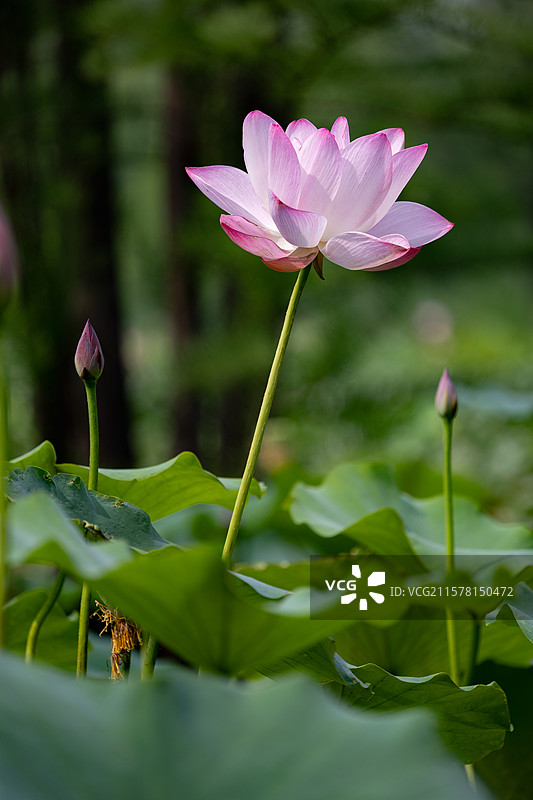 烟台牟平鱼鸟河公园夏天盛开的粉白色荷花图片素材