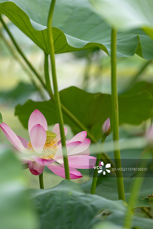 烟台牟平鱼鸟河公园夏天盛开的粉白色荷花图片素材