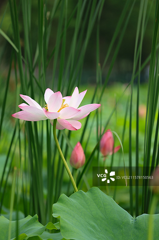 烟台牟平鱼鸟河公园夏天盛开的粉白色荷花图片素材