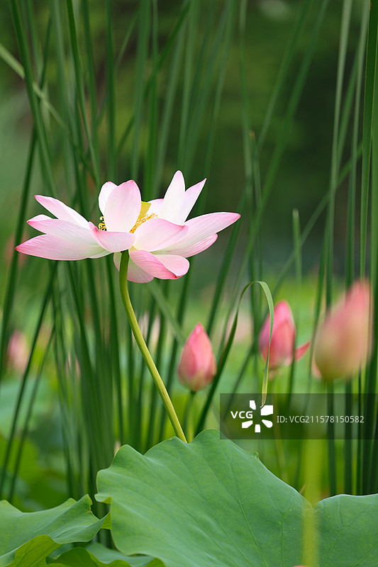 烟台牟平鱼鸟河公园夏天盛开的粉白色荷花图片素材