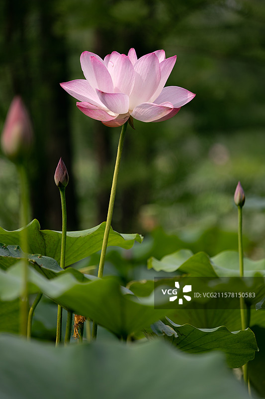 烟台牟平鱼鸟河公园夏天盛开的粉白色荷花图片素材