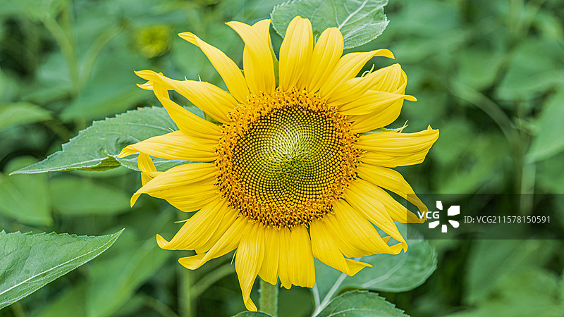 向日葵的金色绽放图片素材