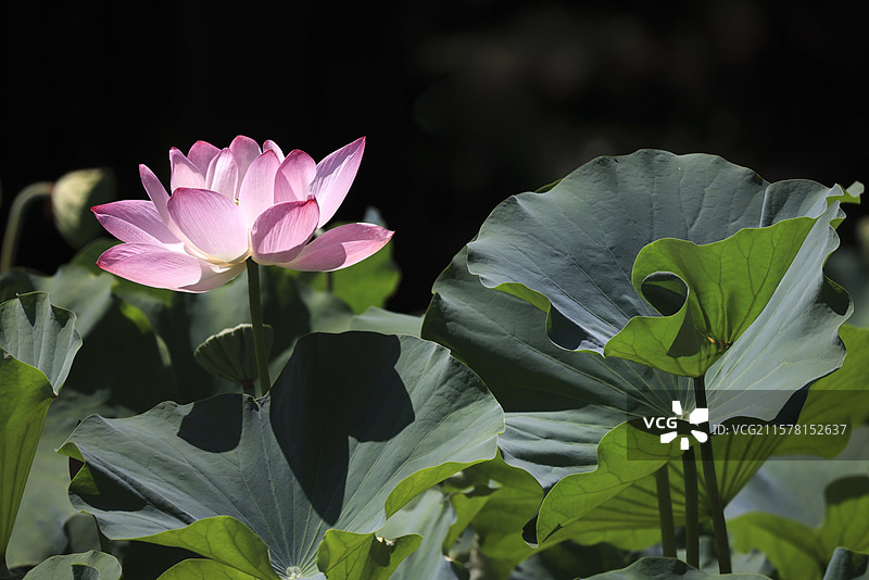 夏日荷塘盛开的荷花图片素材