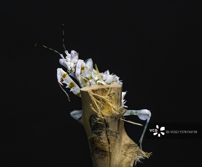 刺花螳螂图片素材