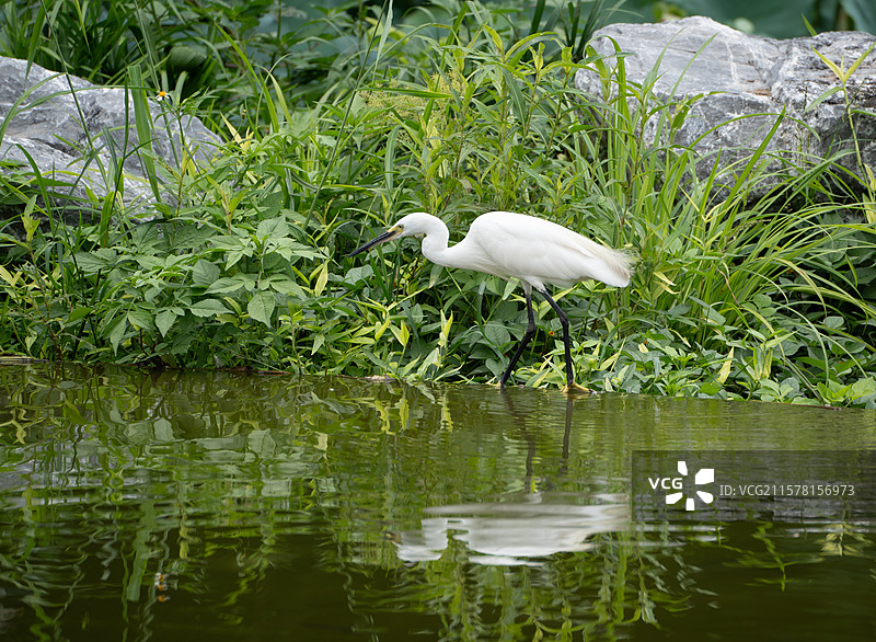深圳洪湖在池塘中觅食的白鹭图片素材