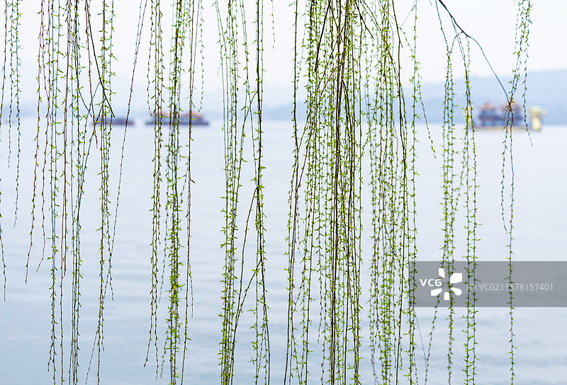 杭州涌金池柳丝图片素材