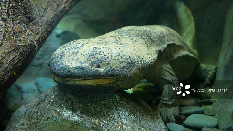 娃娃鱼图片素材