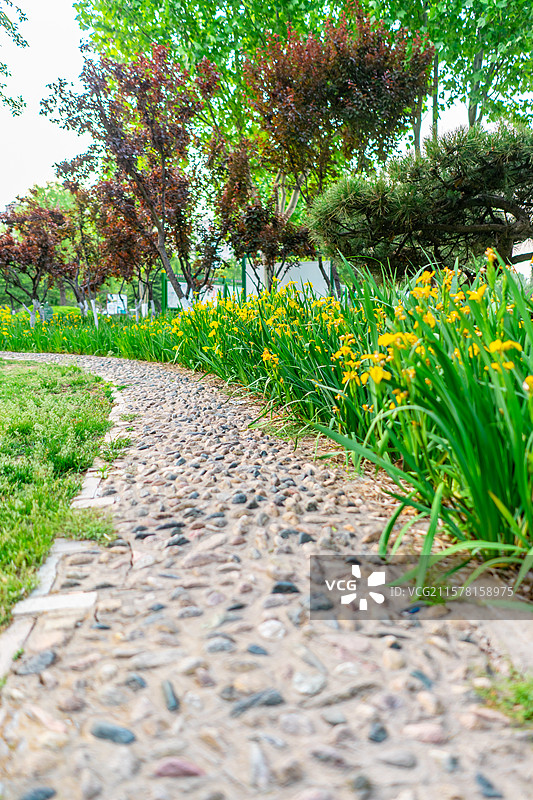 中国城市道理和野生植物拍摄主题，延伸的人行道和绿色的花坛和草坪，盛开的黄菖蒲，户外无人图像摄影图片素材