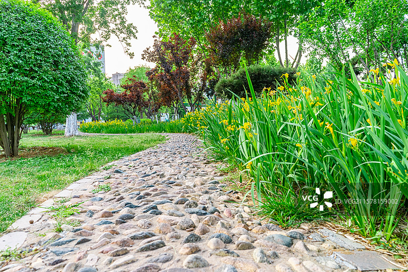 中国城市道理和野生植物拍摄主题，延伸的人行道和绿色的花坛和草坪，盛开的黄菖蒲，户外无人图像摄影图片素材