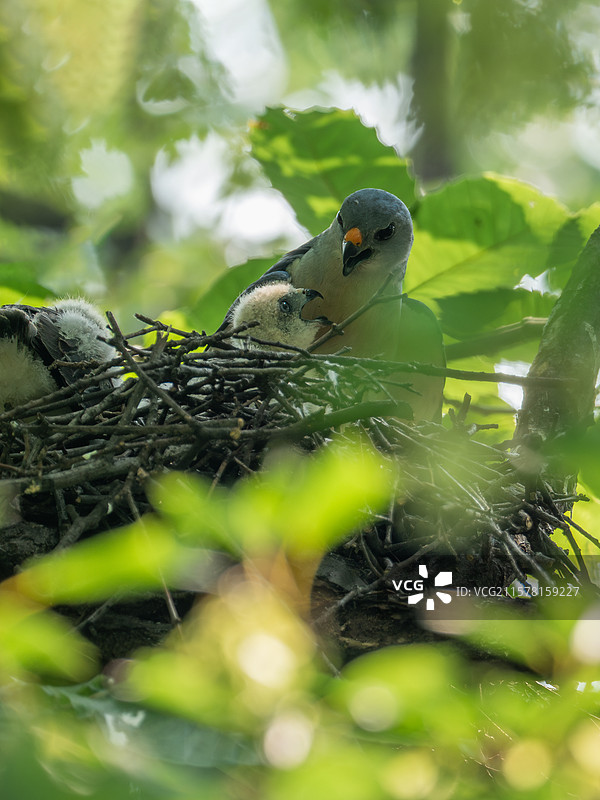 雄赤腹鹰与雏鹰图片素材