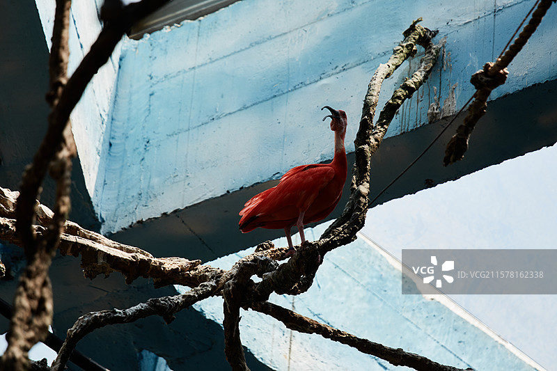 北京动物园的美洲红鹮图片素材