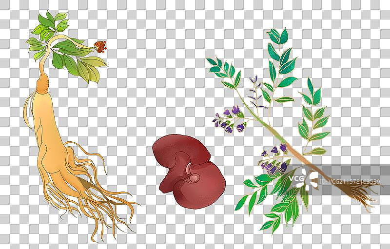 人参灵芝药草图片素材