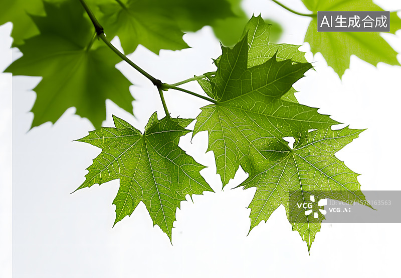 【AI数字艺术】新绿枫叶,新緑，白色背景初夏的新绿枫树, 白背景图片素材