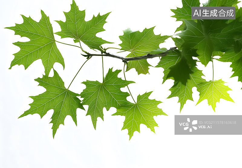 【AI数字艺术】新绿枫叶,新緑，白色背景初夏的新绿枫树, 白背景图片素材