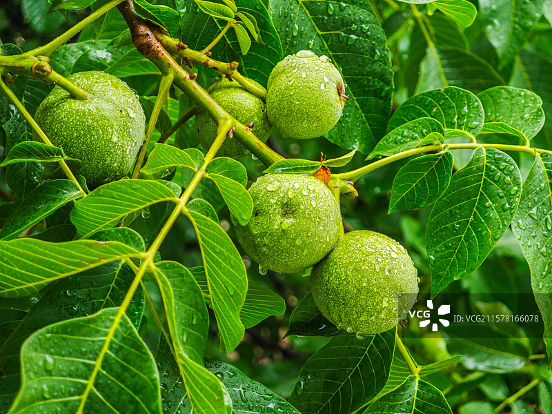小雨中挂满青核桃的核桃树图片素材