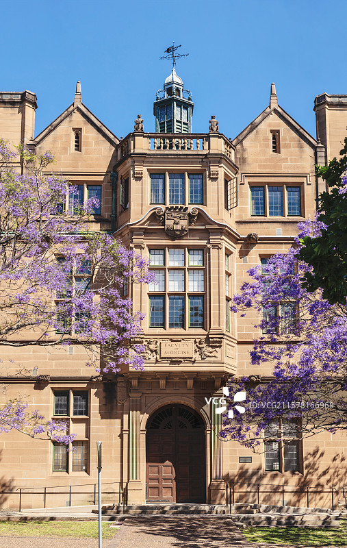悉尼大学医学院蓝花楹图片素材
