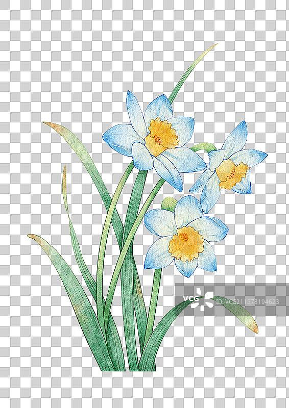十二花令水仙花图片素材