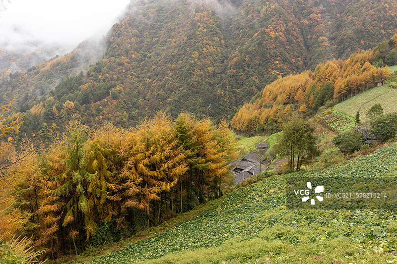 中国四川省阿坝州汶川县耿达镇老鸦山，川西秋天落叶松彩林美景，黄色树林秋色风景图片素材