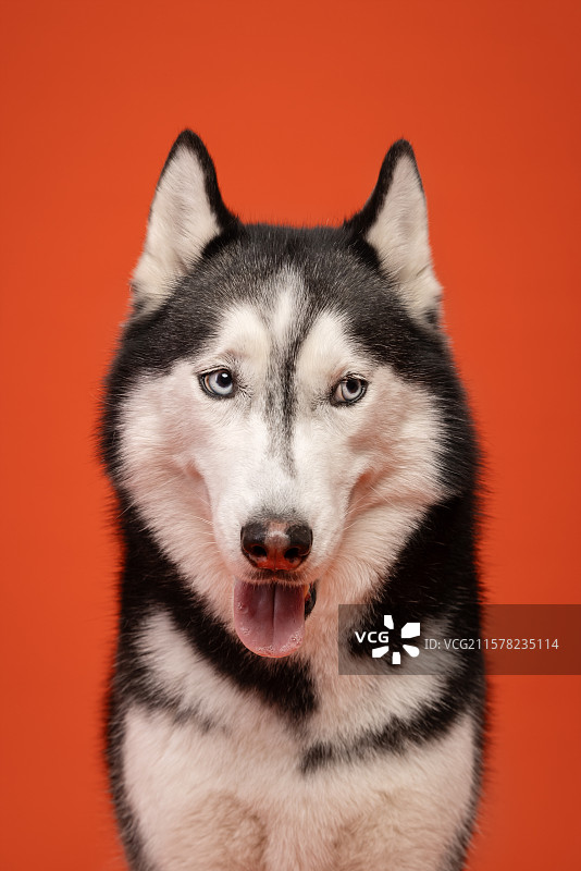 哈士奇表情配图图片素材