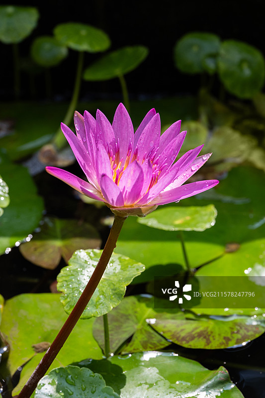 粉色的睡莲图片素材