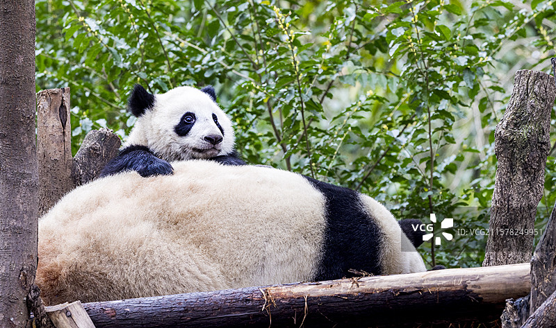 憨态可掬的国宝大熊猫图片素材
