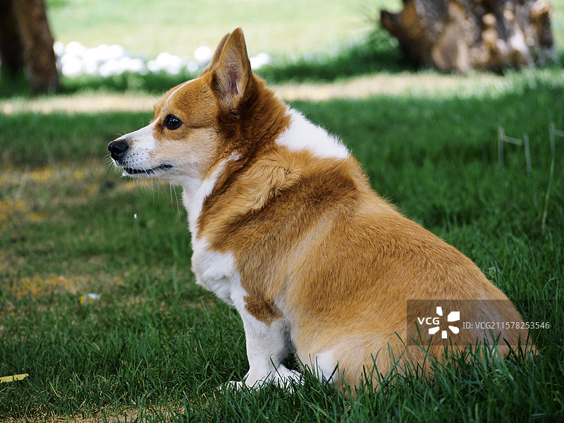 草丛上安静坐着的柯基狗狗图片素材