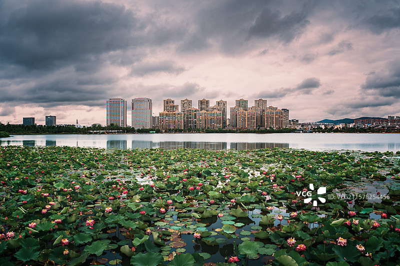 彝海荷花图片素材