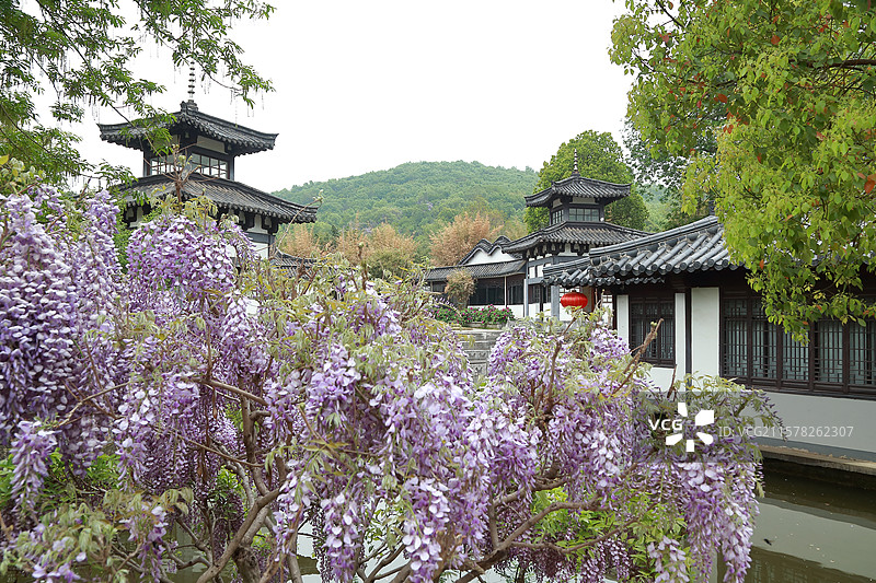 镇江南山文苑紫藤与学林轩图片素材