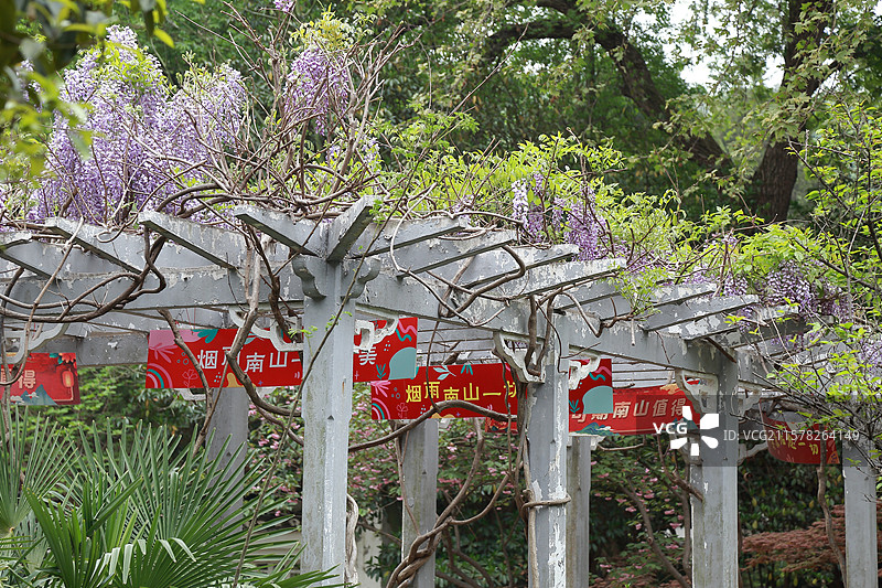 镇江南山文苑紫藤花开图片素材