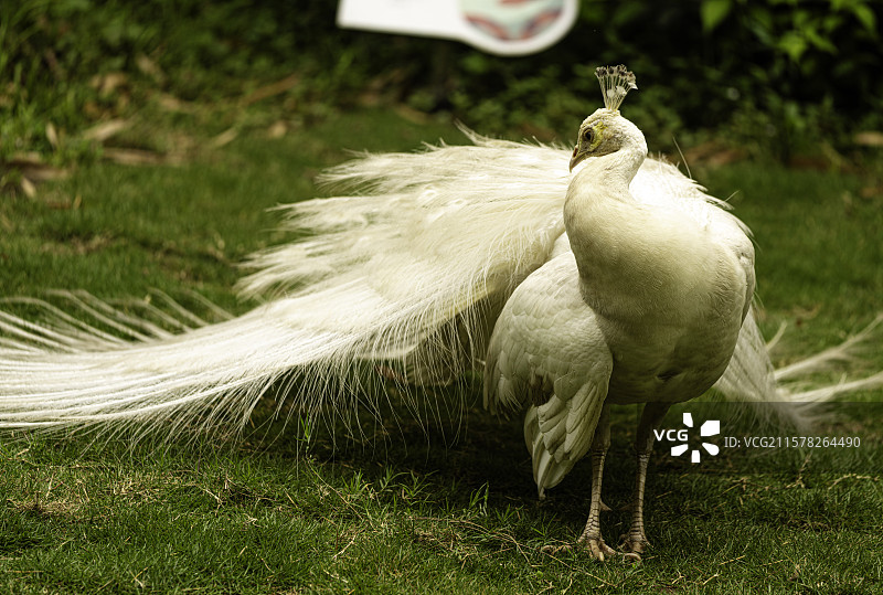 白孔雀在成都熊猫谷绿意盎然的自然环境中展示华丽羽毛，彰显优雅与野性之美。图片素材