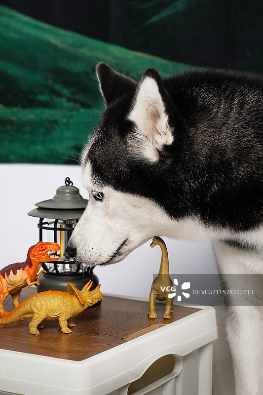 露营风格哈士奇图片素材