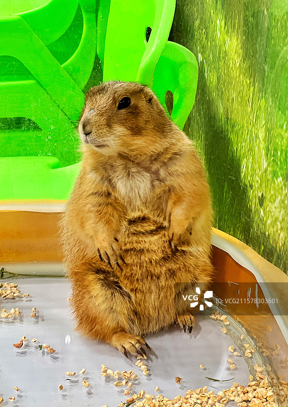 土拨鼠图片素材