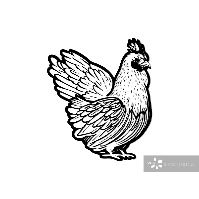 详细的黑白母鸡图片素材