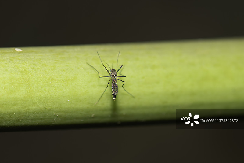 蚊子停留在绿植上图片素材