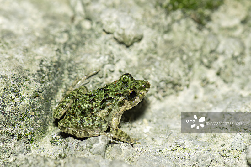 苔藓上的青蛙图片素材