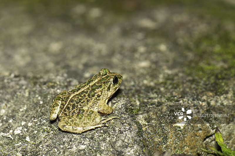 苔藓上的青蛙图片素材